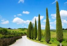 Italian Cypress