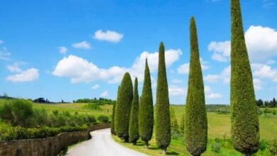 Italian Cypress