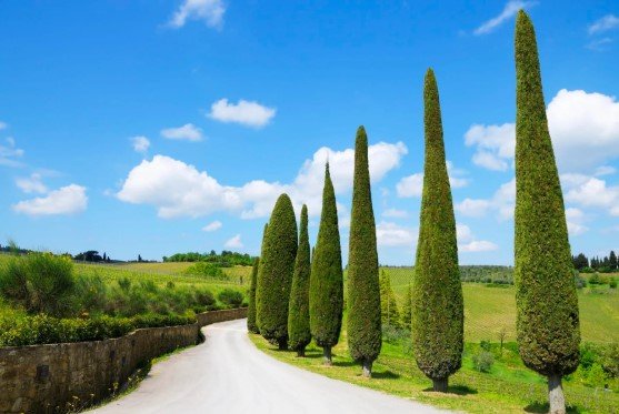 Italian Cypress