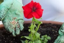 rose and flower fertilizer