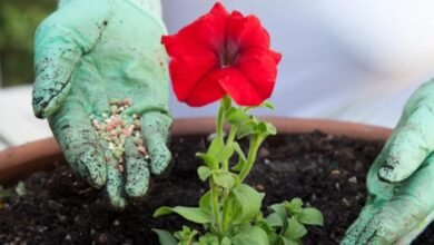 rose and flower fertilizer
