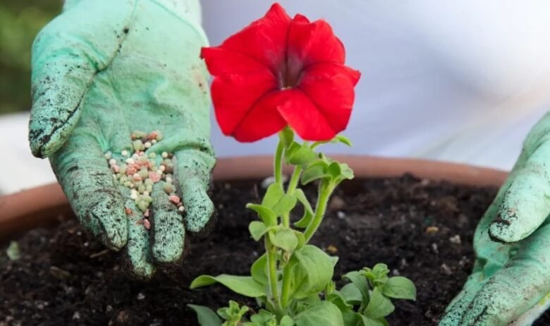 rose and flower fertilizer